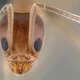 Illustration for article titled These Ants Took Over The World, And We Just Noticed